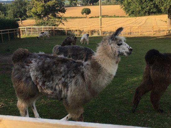 Briery Hill Llamas