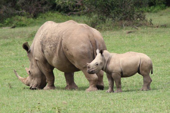 Solio Game Reserve