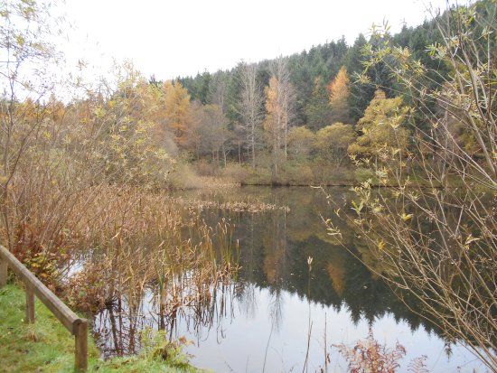 Glentress Forest