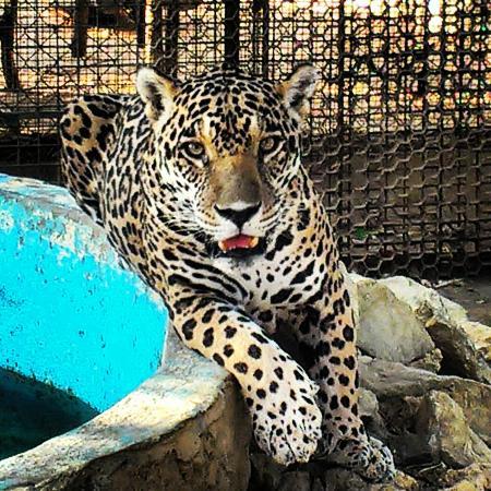 Zoologico de Paraguana