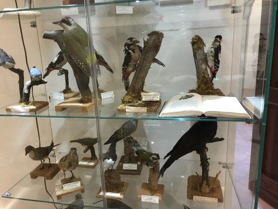 Francesco Mina Palumbo Naturalistic Museum