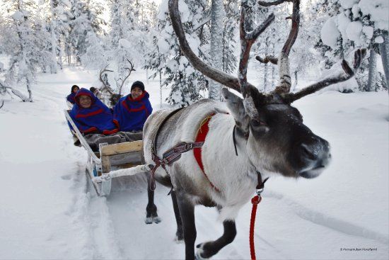 Saariselka Reindeer Farm