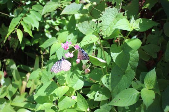 Butterfly Park & Insect Kingdom