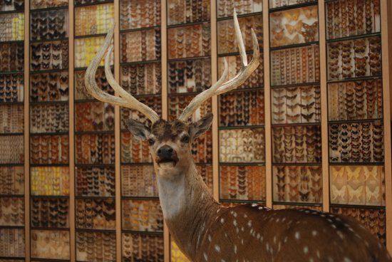 Museum d'Histoire Naturelle de Bourges