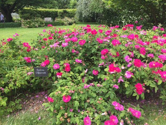 The Rose Garden of Provins