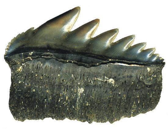 Reserve Naturelle Geologique de Saucats La Brede