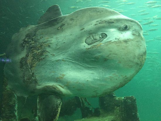 The North Sea Oceanarium