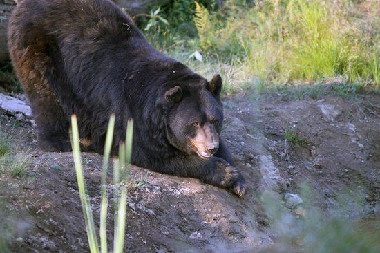 Greater Vancouver Zoo