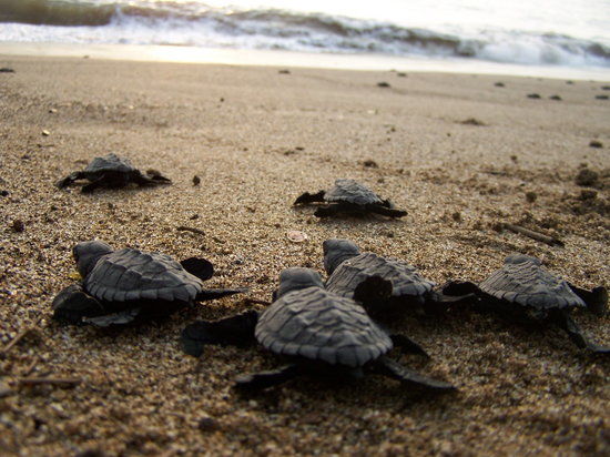 Playa Chila Turtle Camp