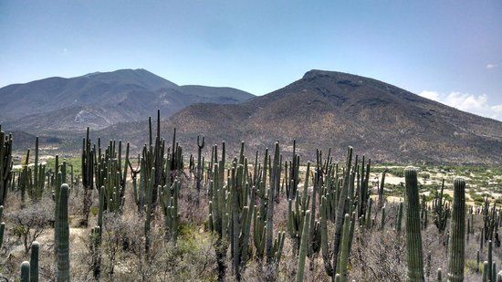 Botanic Garden Comunitario Dra Helia Bravo Hollis