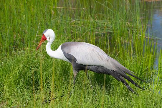 International Crane Foundation