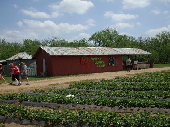 Sweet Berry Farm