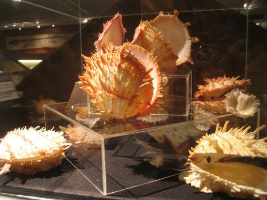 Brazosport Museum of Natural Science