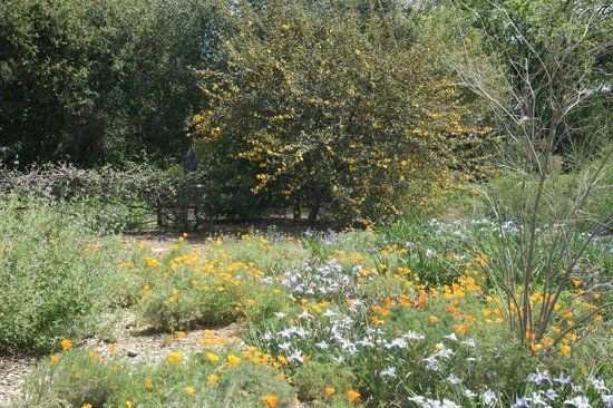 Rancho Santa Ana Botanic Garden