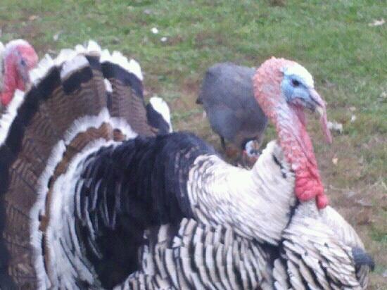 Tilly Foster Farm Museum