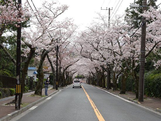 Cherry Blossom Trees at Izu Kogen Highlands