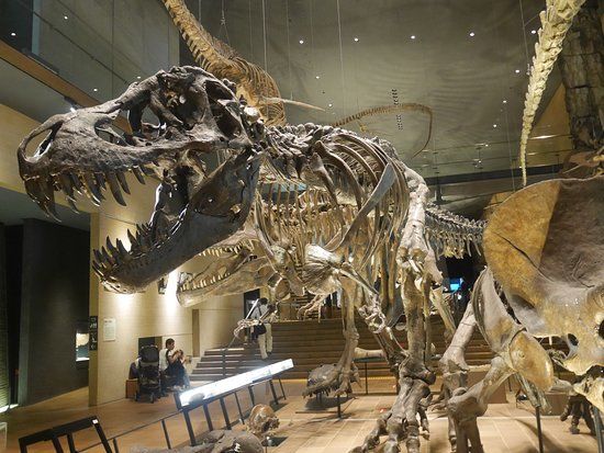 Kitakyushu Museum of Natural History & Human History