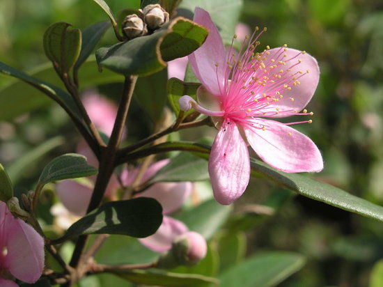 Sandakan Rainforest Park