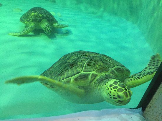 Sea Turtle Museum of Kumejima