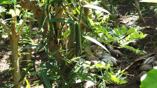 Vallee de la Vanille