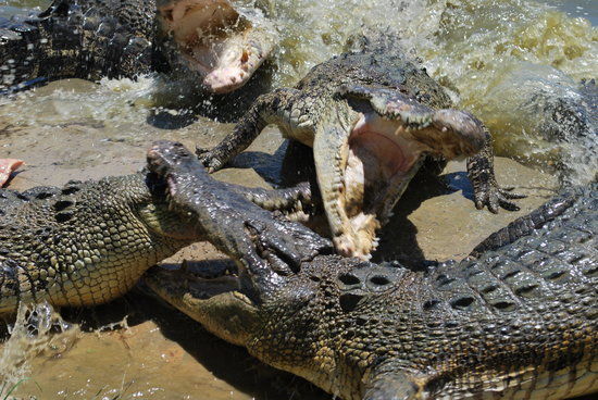 Tuaran Crocodile Farm