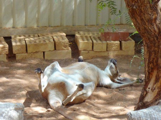 Josephine's Kangaroo Sanctuary and Art Gallery