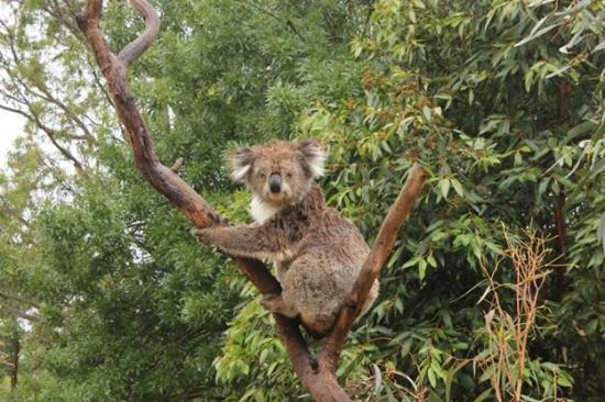 Jirrahlinga Koala and Wildlife Sanctuary