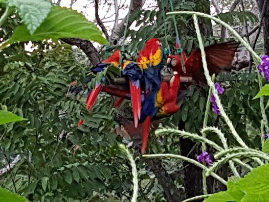 Macaw Recovery Network