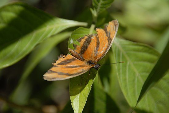 Butterfly Garden