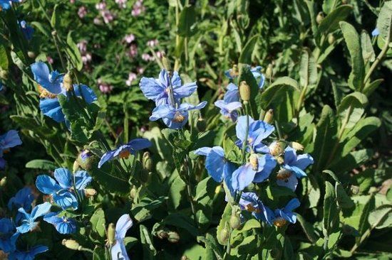 Akureyri Botanical Garden