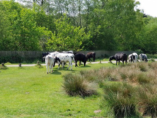 Sutton Park National Nature Reserve