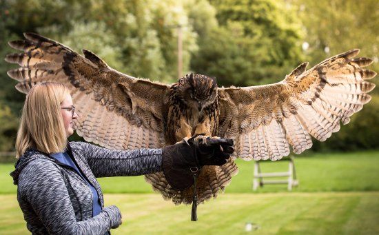 Lavenham Falconry