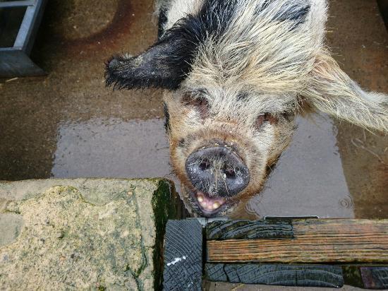 Big Sheep and Little Cow Farm