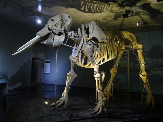 Kahramanmaras Archaeology Museum