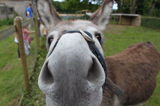 Cholderton Charlie's Farm
