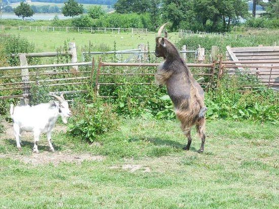 Mistley Place Park Animal Rescue Centre