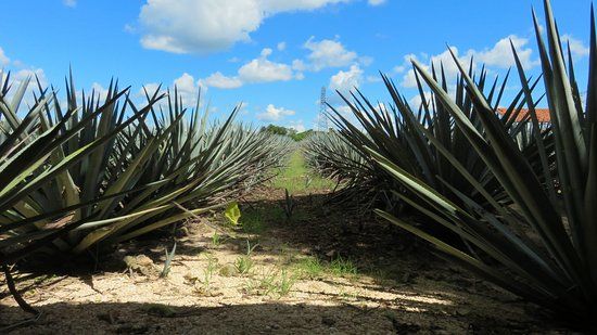 Mayapan Traditional Agave Distillery