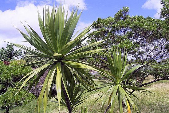 Rivulet Terre Rouge Estuary Bird Sanctuary
