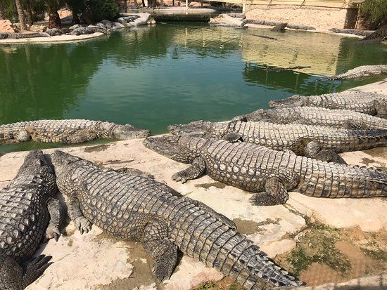 The Crocodile Farm