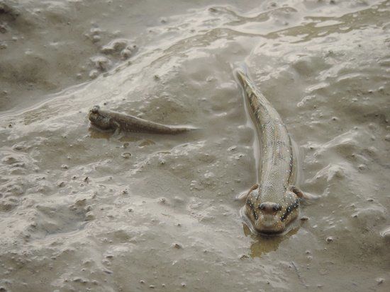 Bichitrapur Mangrove Reserve