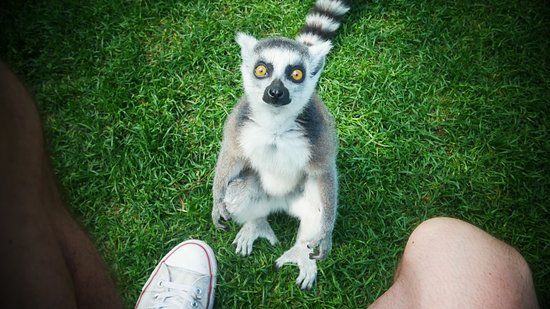 Lemur Park