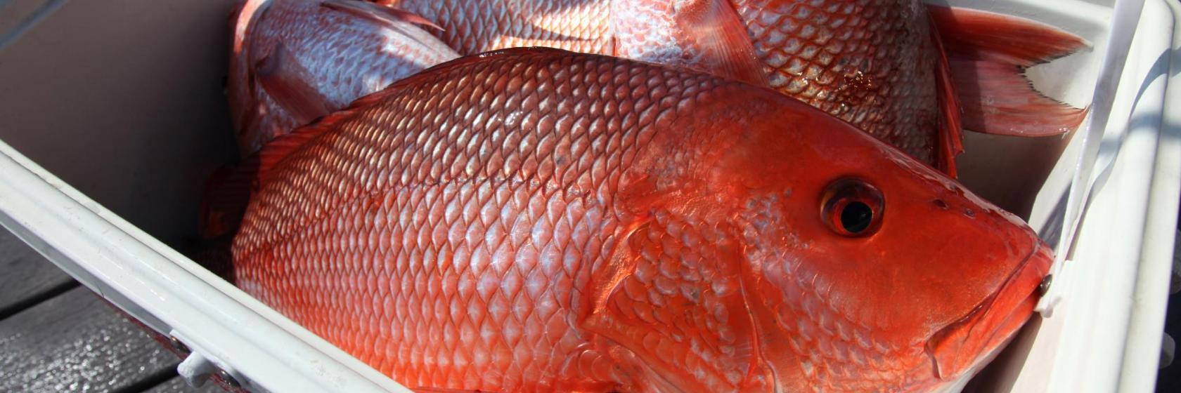 Capt. Anderson's Marina