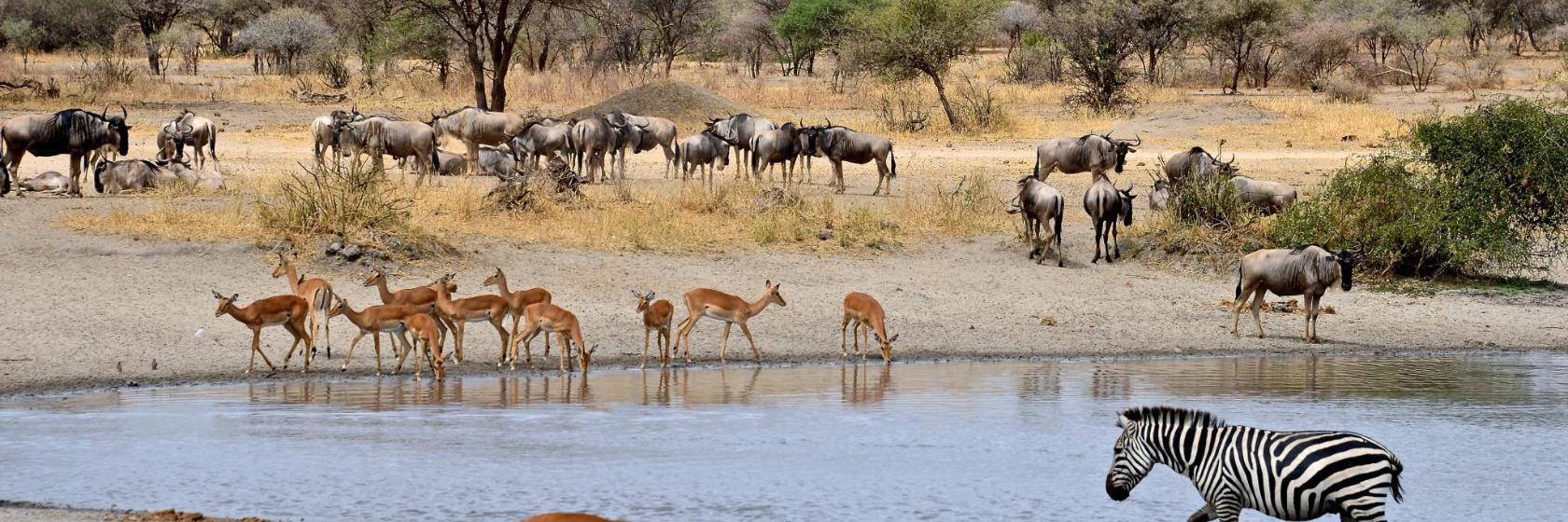 Paul Kruger National Park