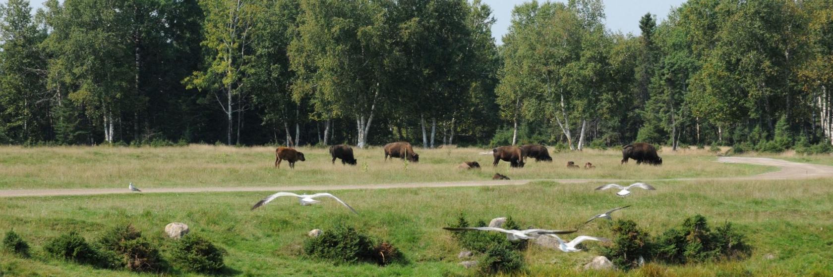 Zoo Sauvage de Saint Felicien Centre de Conservation de la Biodiversit