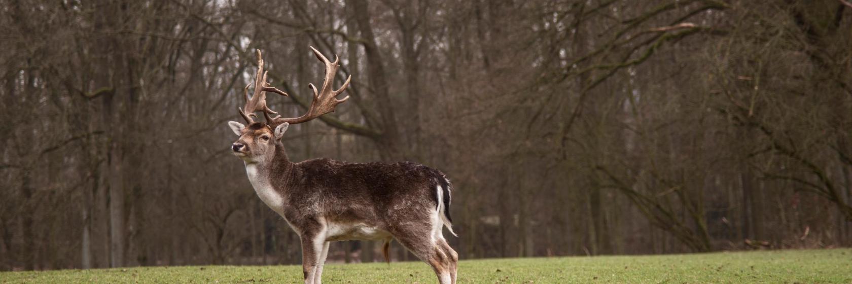 Wildpark Grafenberger Wald