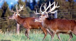 Alpenwildpark Pfander