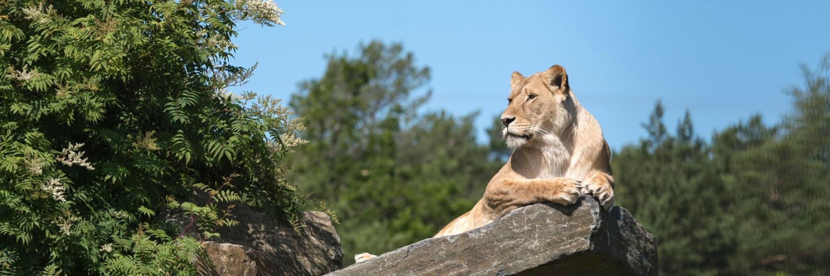 Kristiansand Zoo and Amusement Park