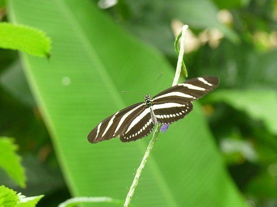 The Butterfly and Orchid Garden
