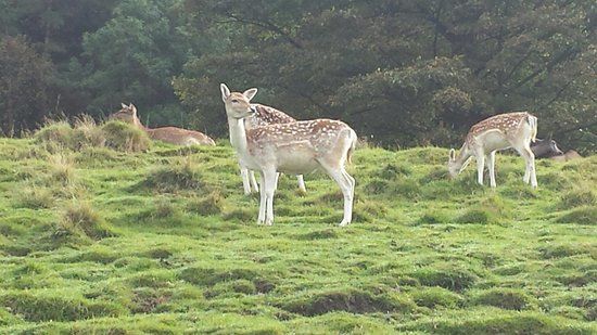 Chestnut Centre Otter
