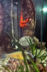 Musea - Living Museum of the Sea Pioppi